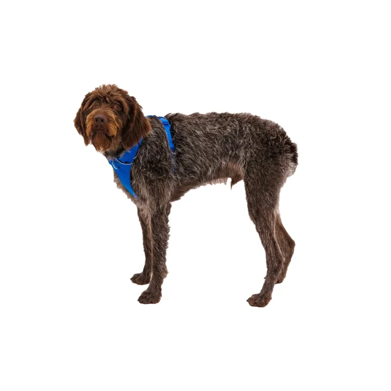Ruffwear Front Range Dog Harness in Blue Pool-8