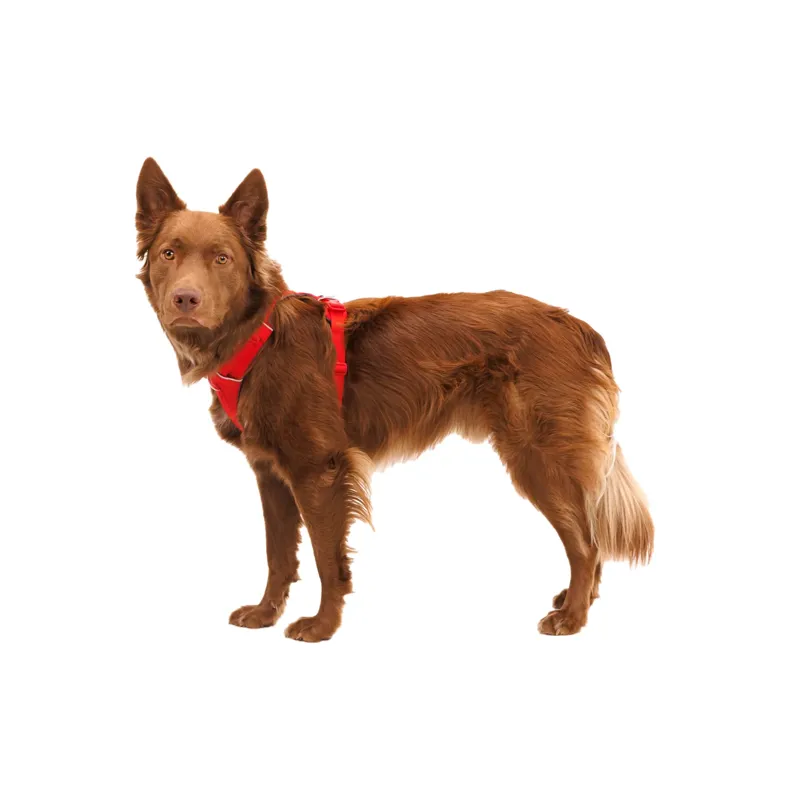 Ruffwear Front Range Dog Harness in Red Canyon-8