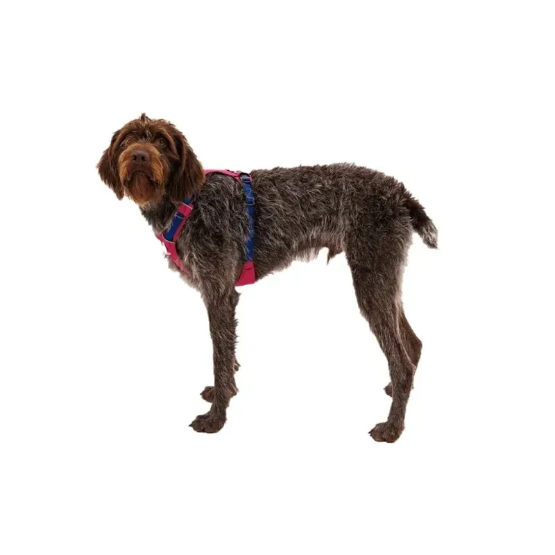 Ruffwear Hi and Light Lightweight Dog Harness in Alpenglow Pink-4